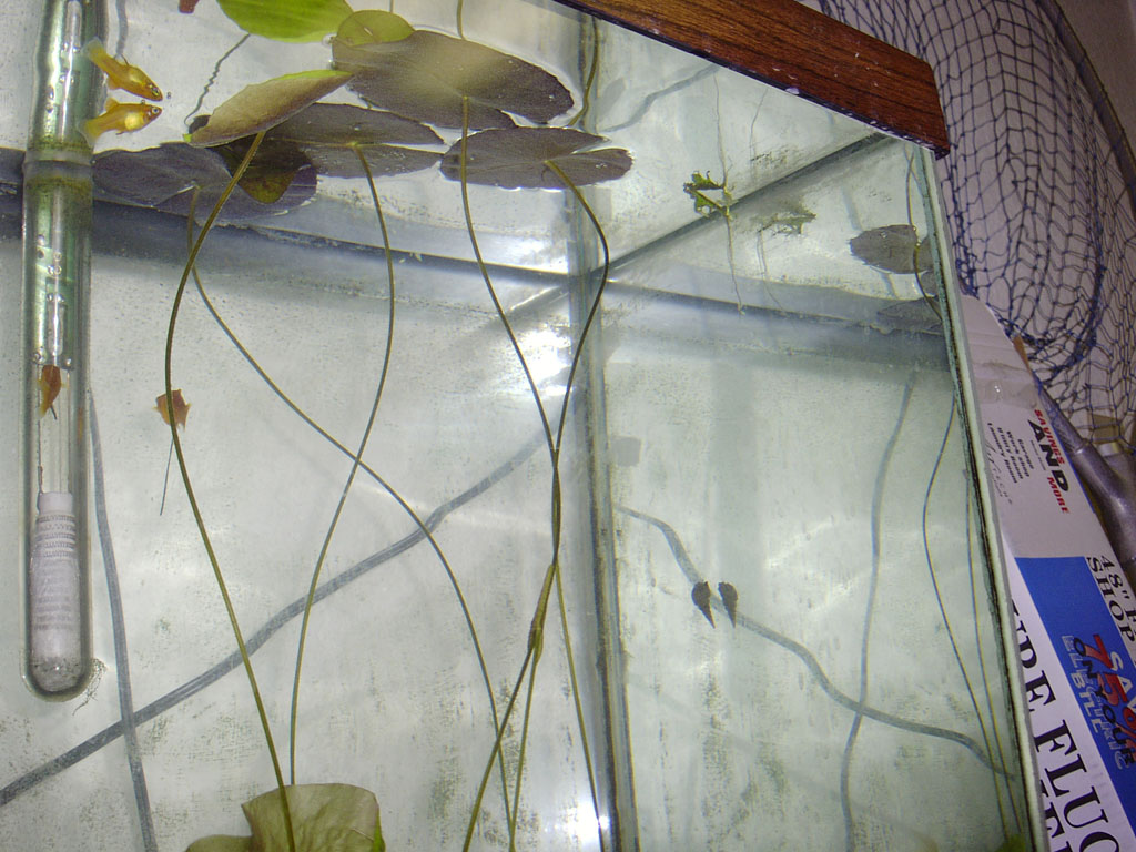 Nymphaea minuta Dec 25 05 transition Image012